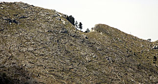 Zona cremada del Bosc de carreu