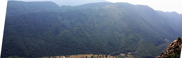 Bosc de Sellent a ponent